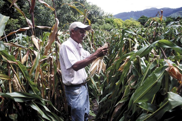 Por sequía, campesinos desisten de producir granos básicos