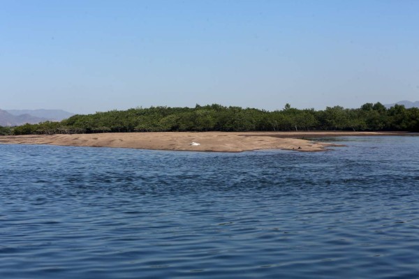 Honduras: El mangle, la joya natural más bella del Sur