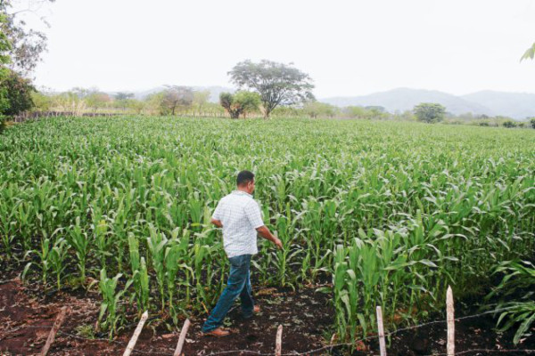 Diversifican producción agrícola en el valle de Jamastrán