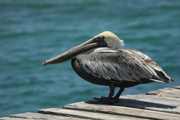 Utila, la pequeña isla de la fantasía