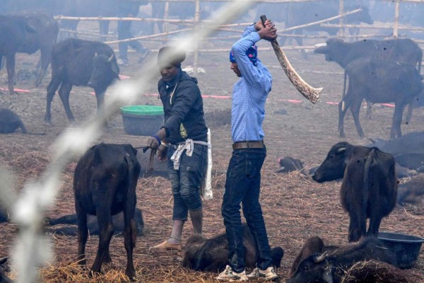 FOTOS: El dantesco ritual en el que degollaron a 300 mil animales en Nepal