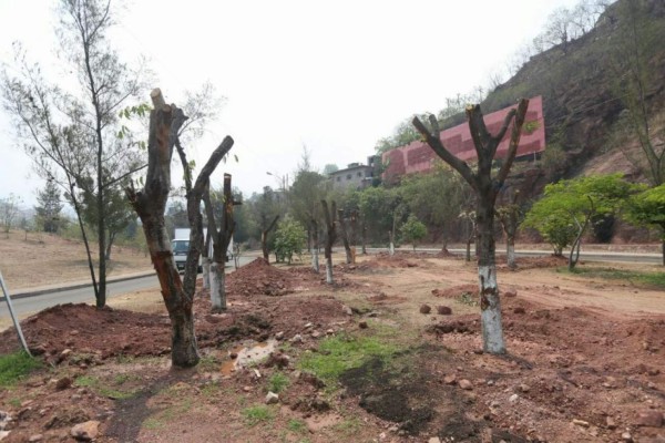 Alcaldía capitalina recupera 70% de árboles trasplantados &nbsp;&nbsp;&nbsp;