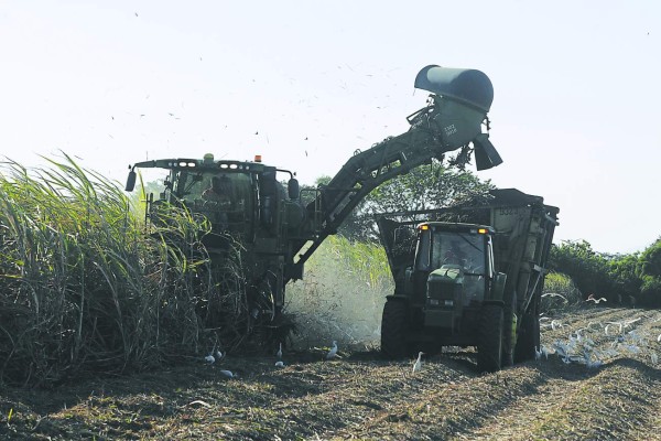 Honduras: Avizoran producción récord de azúcar