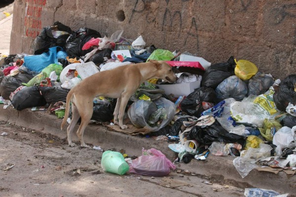 Construirán un albergue para los animales rescatados en la capital