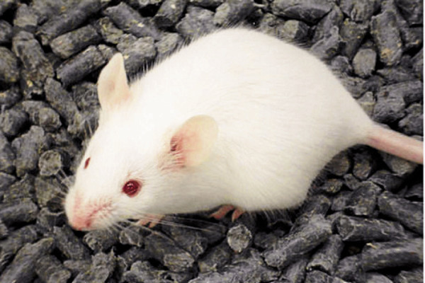 Científicos suizos crean un súper ratón