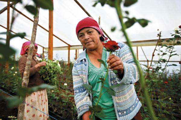 El encanto y colorido de las rosas