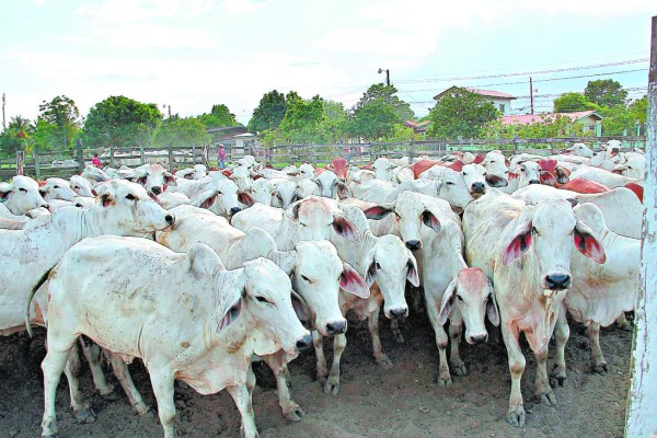 Tres sobres secretos darán otro rumbo al caso Rosenthal