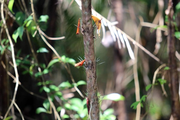Recarga de adrenalina en El Río Plátano