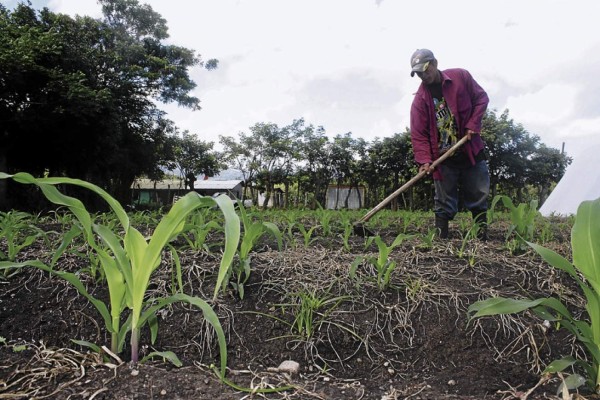 Por sequía, campesinos desisten de producir granos básicos