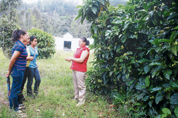 Retomarán proyecto de medicina natural para asistir a enfermos en Trojes