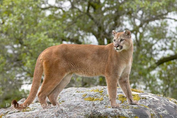 Madre enfrenta a un puma para salvarle la vida a su hijo