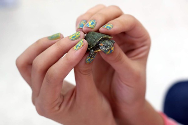 Día mundial de las tortugas