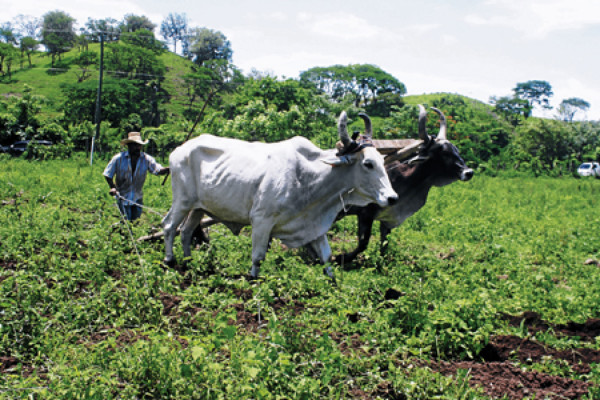 Agricultores a la espera del bono productivo en El Paraíso