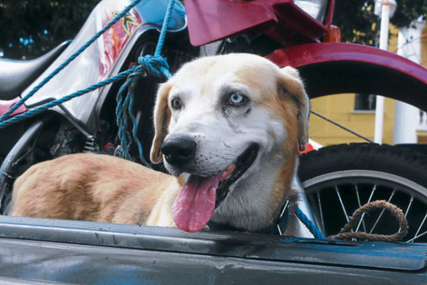 En febrero inicia vacunación canina en el sur