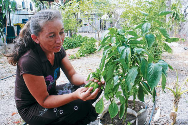 Procesan abono y fertilizante con estiércol de ganado en el sur