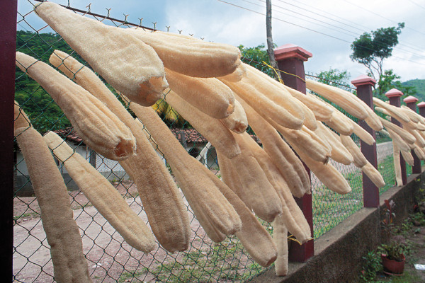 Por falta de fondos permanece cerrada maquila de paste