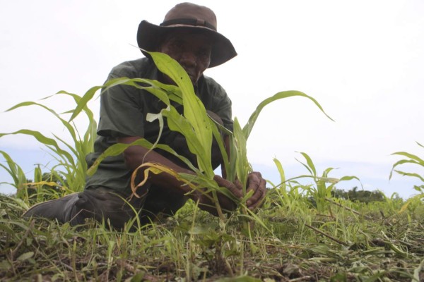 Producción de primera se pierde en un 60 por ciento en la zona sur