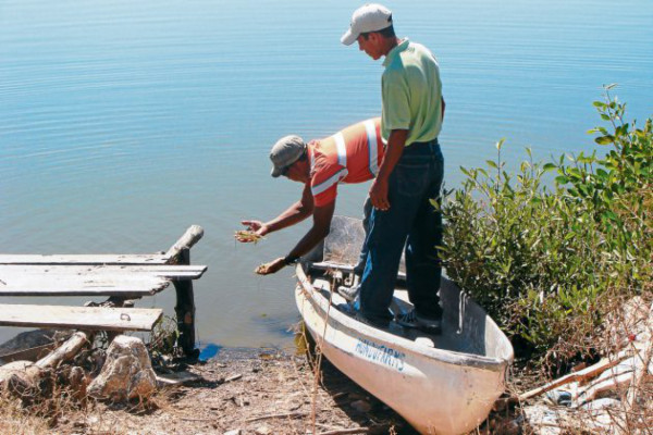 Andah pide acelerar venta de camaronera estatal