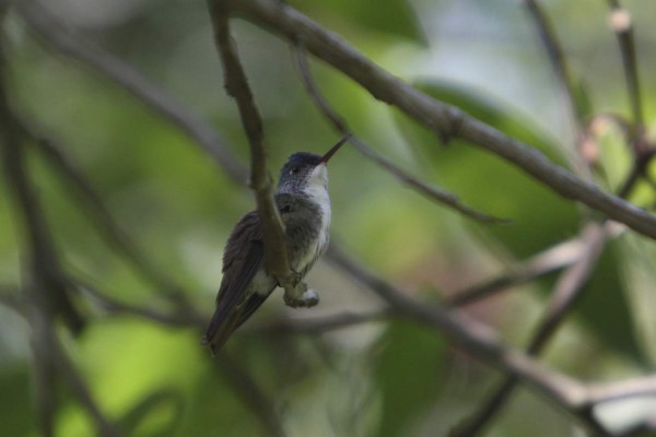 Observación de aves en Gracias