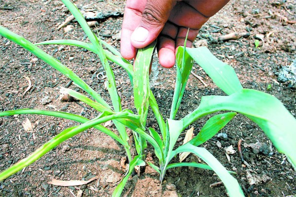 Gobierno y productores afinan plan para ciclo de postrera