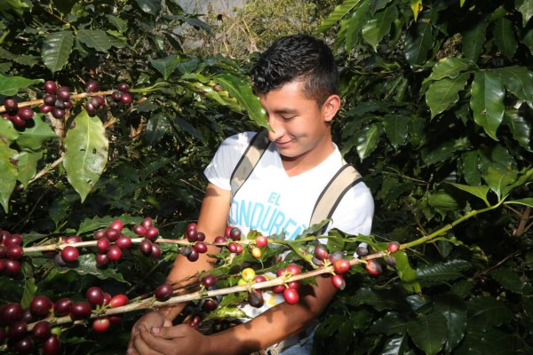 Disfrute la vida del campo en Hacienda Montecristo, Copán