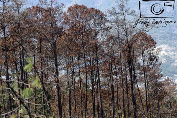 15 mil pinos son cortados diriamente en la capital por plaga del gorgojo