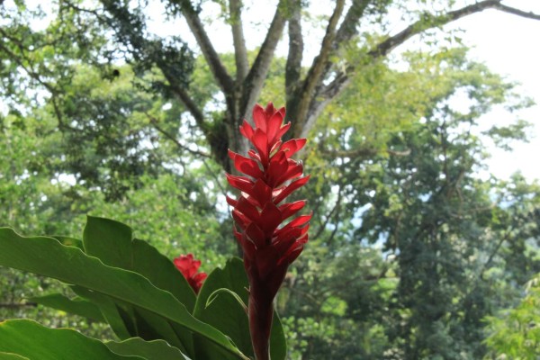 Un viaje por la Joya Verde del Caribe hondureño