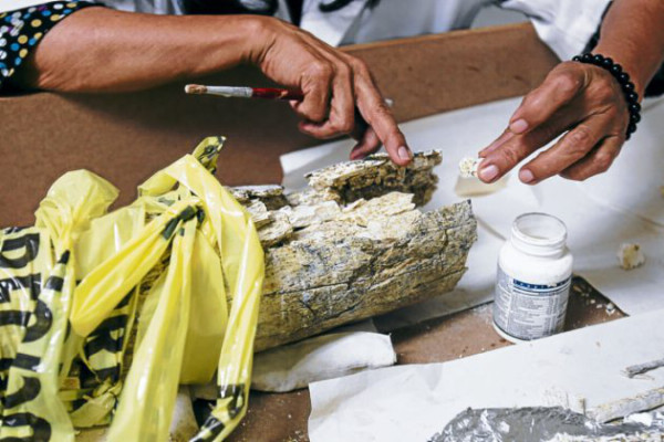 Honduras: Este martes se exhibirá colmillo de mastodonte