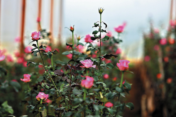 El encanto y colorido de las rosas