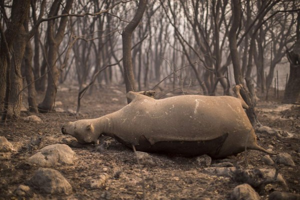 Devastación y luto deja gigantesco incendio en California