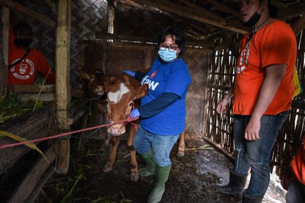 Rescatan a animales 'olvidados' tras erupción volcánica en Indonesia