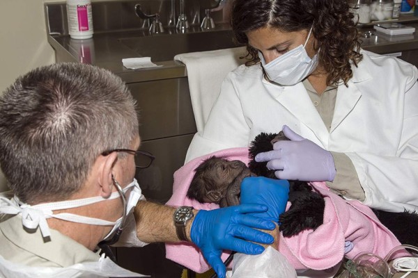 Bebé gorila se reúne con madre en zoológico de San Diego