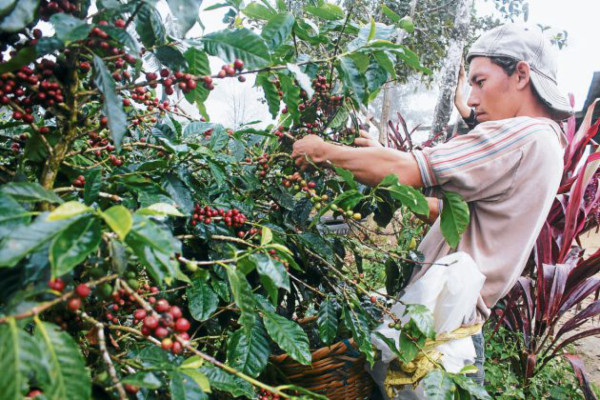 Café generó 1,217 millones de dólares a Honduras