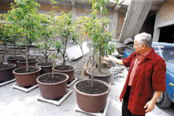 Don 'Dago”, la maquinita creadora de sueños
