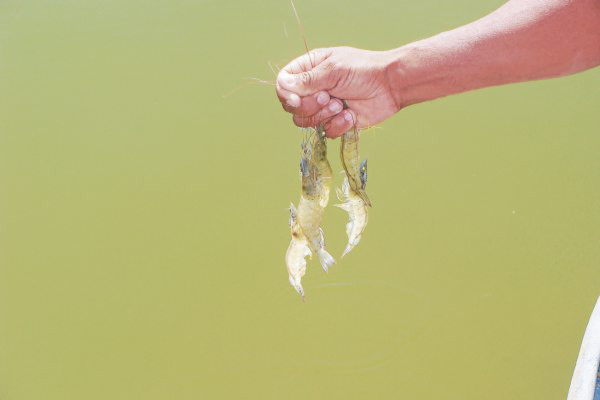 Camaroneras del Estado serán subastadas por 160 millones