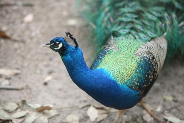 Zoológico Rosy Walther, un destino hermoso en la capital de Honduras