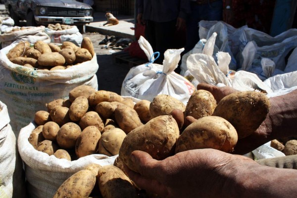 Buscan diversificar cultivos y exportar