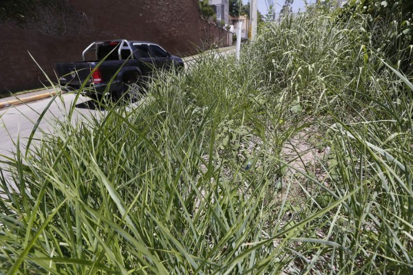 Dueños de lotes baldíos tendrán máximo 36 horas para limpiarlos en la capital de Honduras