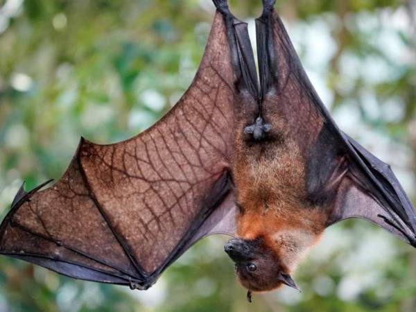 El virus Nipah tiene una aterradora tasa de mortalidad del 75%.