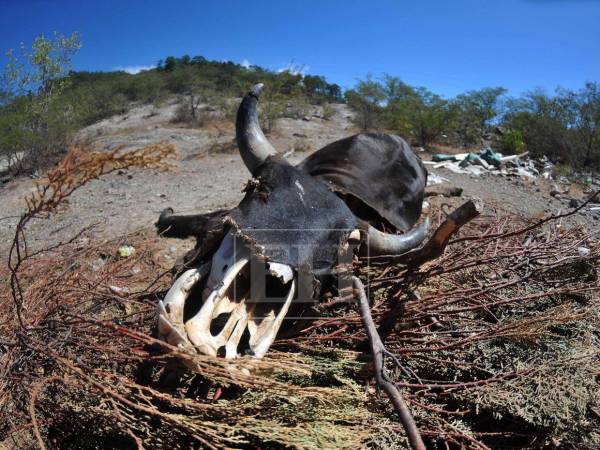 En la zona sur del país muchos animales de ganado han perecido como consecuencia de la sequía.