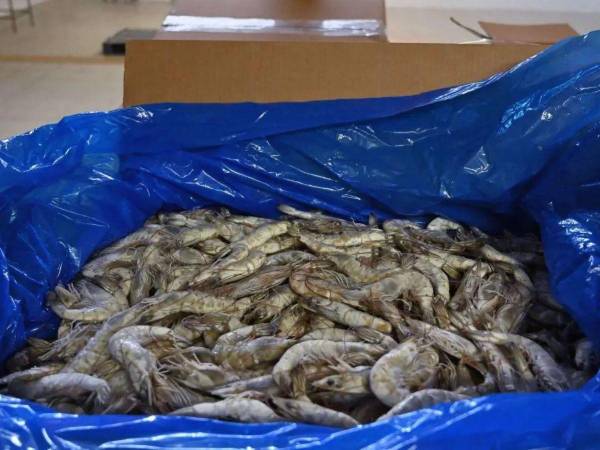 Para 2026, el sector acuícola nacional espera iniciar las exportaciones a Corea del Sur.