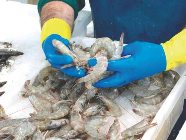 Taiwán fue hasta 2023 el primer mercado para el camarón cultivado de Honduras, al exportar 24,317,638 libras, de acuerdo con la Andah.