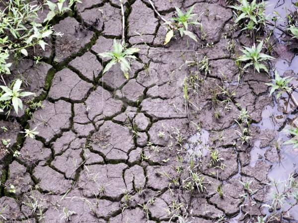 La capital de Honduras, Tegucigalpa, afronta una crisis histórica de agua potable debido a la prolongada escasez de lluvias, que ha reducido a niveles críticos las reservas de sus dos principales represas y obligado a las autoridades a endurecer los racionamientos para sus 1.6 millones de habitantes. Las siguientes imágenes registran la alarmante situación.