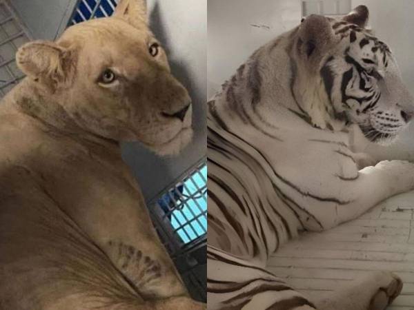 Como un acto de donativos, los ocho felinos que antes habitaban en el centro Little French Key serán enviados a dos refugios en Estados Unidos para un mejor estilo de vida.
