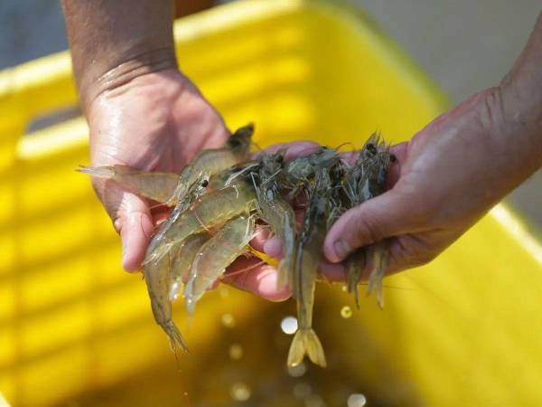 Honduras ha ofrecido camarón procesado a China bajo la marca Hondumei, sin embargo, se está a la espera de una respuesta.