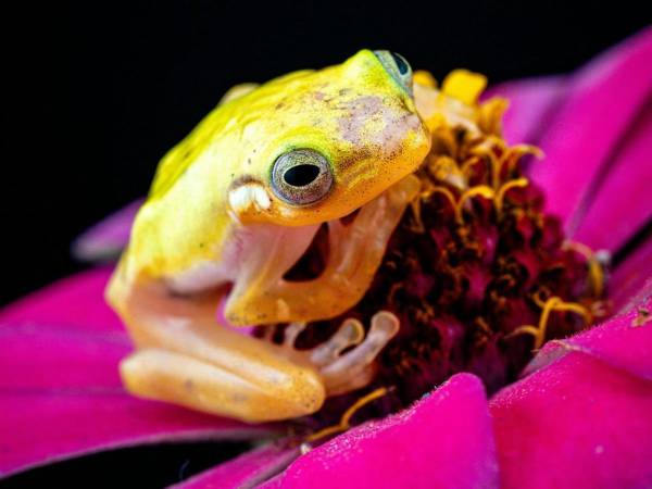 La Phyllobates terribilis, conocida como rana dardo dorada, destaca por su intenso color amarillo brillante, una señal de advertencia natural que alerta a posibles depredadores sobre su extrema toxicidad.