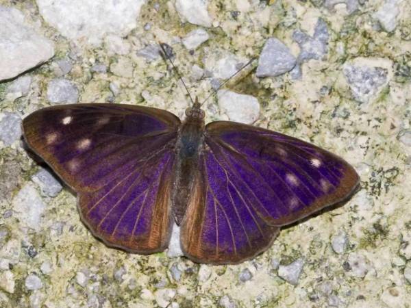 Las mariposas de la especie Eunica monima, son nativas de México y Centroamérica y hace unas semanas surcaron los cielos de la capital, lo que llamó la atención de la población por la gran cantidad de mariposas.