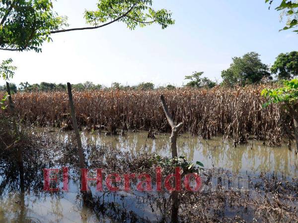 La zona norte y occidente de Honduras ha sido la más golpeada por las lluvias, incluso, varios sectores reportaron pérdidas en la producción.