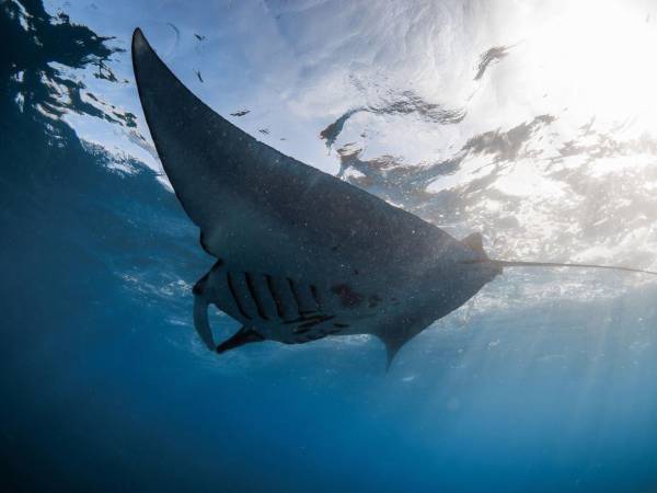 Las rayas son los familiares más cercanos a las mantarrayas, las especies más grandes.