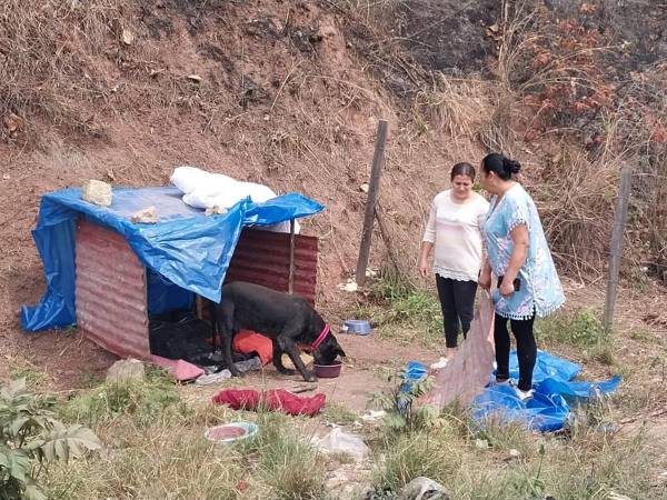 Perrita abandonada se resiste a ser desalojada de la zona del incendio forestal en Uyuca